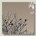 crows_5c_beige.jpg
