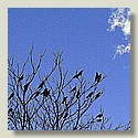 crows_5c_blue.jpg