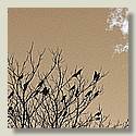 crows_5c_copper.jpg
