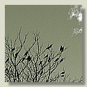 crows_5c_greeny.jpg