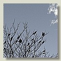 crows_5c_greyblue.jpg
