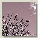 crows_5c_pinkish.jpg
