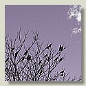 crows_5c_purple.jpg