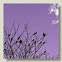 crows_5c_violet.jpg